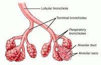 bronchiole