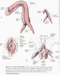 clitoral