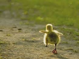ducking