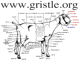 gristle