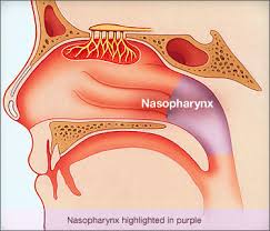 nasopharynx