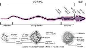 spermatozoa
