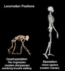 bipedalism