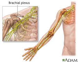 brachial