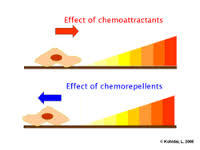 chemotaxis