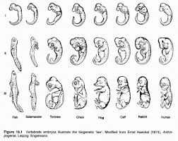 embryology