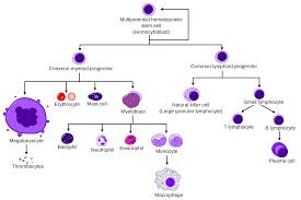 leukocyte