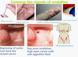 ovulate