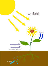 photosynthesize