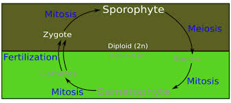 sporophyte