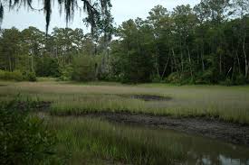 swamp-land